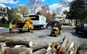 Best Tree Removal Services  in Bassett, VA